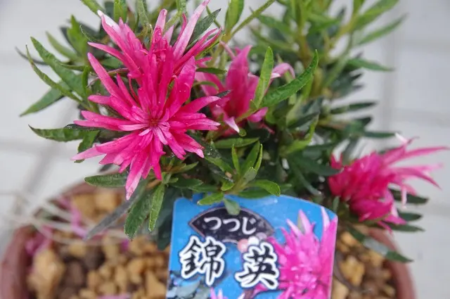 躑躅｜園芸日記byボタンちゃん｜みんなの趣味の園芸｜671268