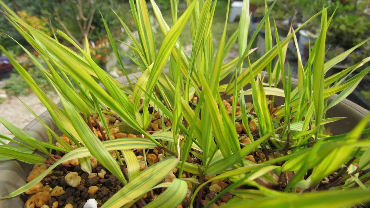 No.56 風知草の根洗い No.56 風知草の根洗い 園芸ネット本店｜フウチソウ：黄金風知草4.5-5号