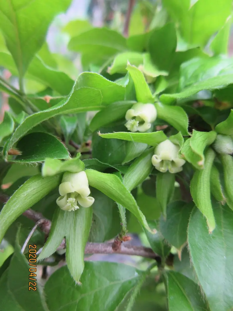 老爺柿『楊貴妃』の人工授粉実施｜園芸日記bymeika｜みんなの趣味の