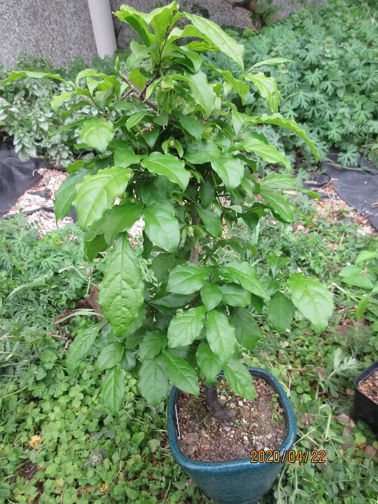 老爺柿『楊貴妃』の人工授粉実施｜園芸日記bymeika｜みんなの趣味の