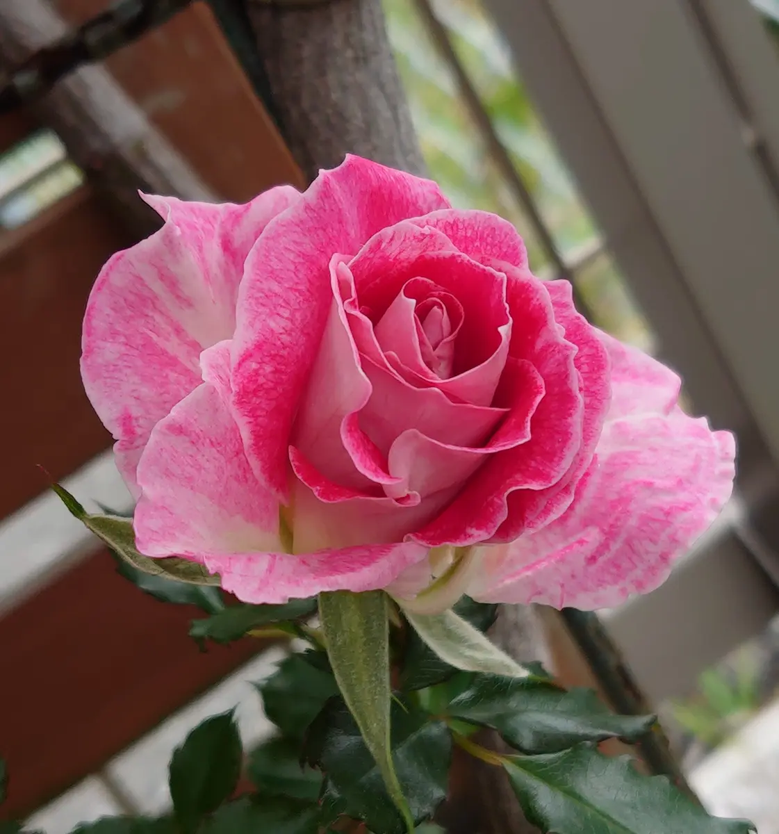 湖に咲く薔薇　3枚セット　ヘルメスやゴジラに c95f28bf0093d8afebe394e9bee94a
