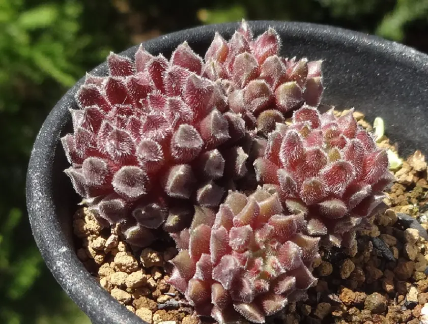 愛してやまないレッドオデッティ｜園芸日記byアバンギャルディ