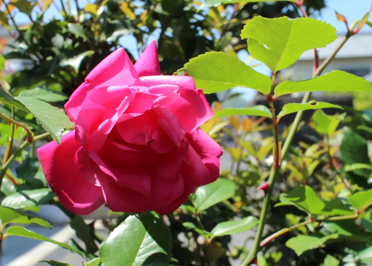 島バラ沖縄産 庚申薔薇こうしんばら挿し木成功ぬき苗 島バラ沖縄産 庚申薔薇こうしんばら挿し木成功ぬき苗 島バラ沖縄産