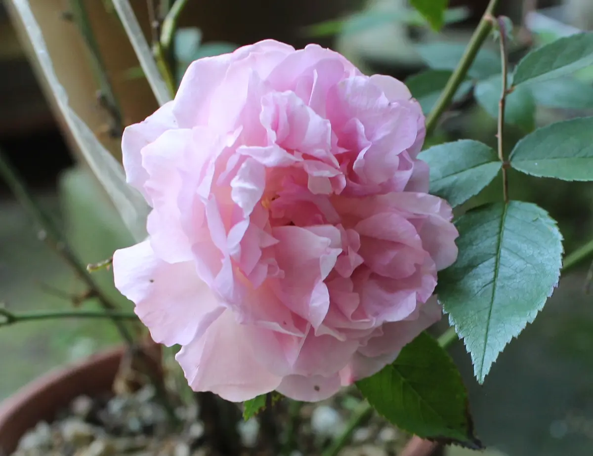 島バラ沖縄産 庚申薔薇こうしんばら挿し木成功ぬき苗 島バラ沖縄産 庚申薔薇こうしんばら挿し木成功ぬき苗
