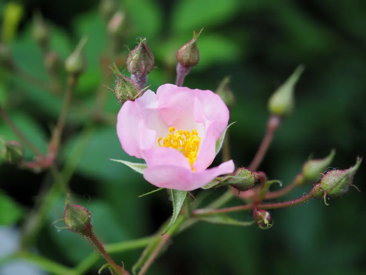 株分けしたバラの台芽が咲いた｜園芸日記byらりこ｜みんなの趣味の園芸