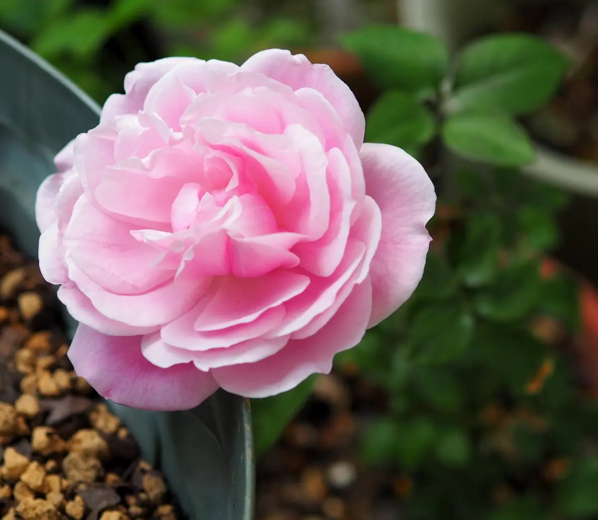 株分けしたバラの台芽が咲いた｜園芸日記byらりこ｜みんなの趣味の園芸