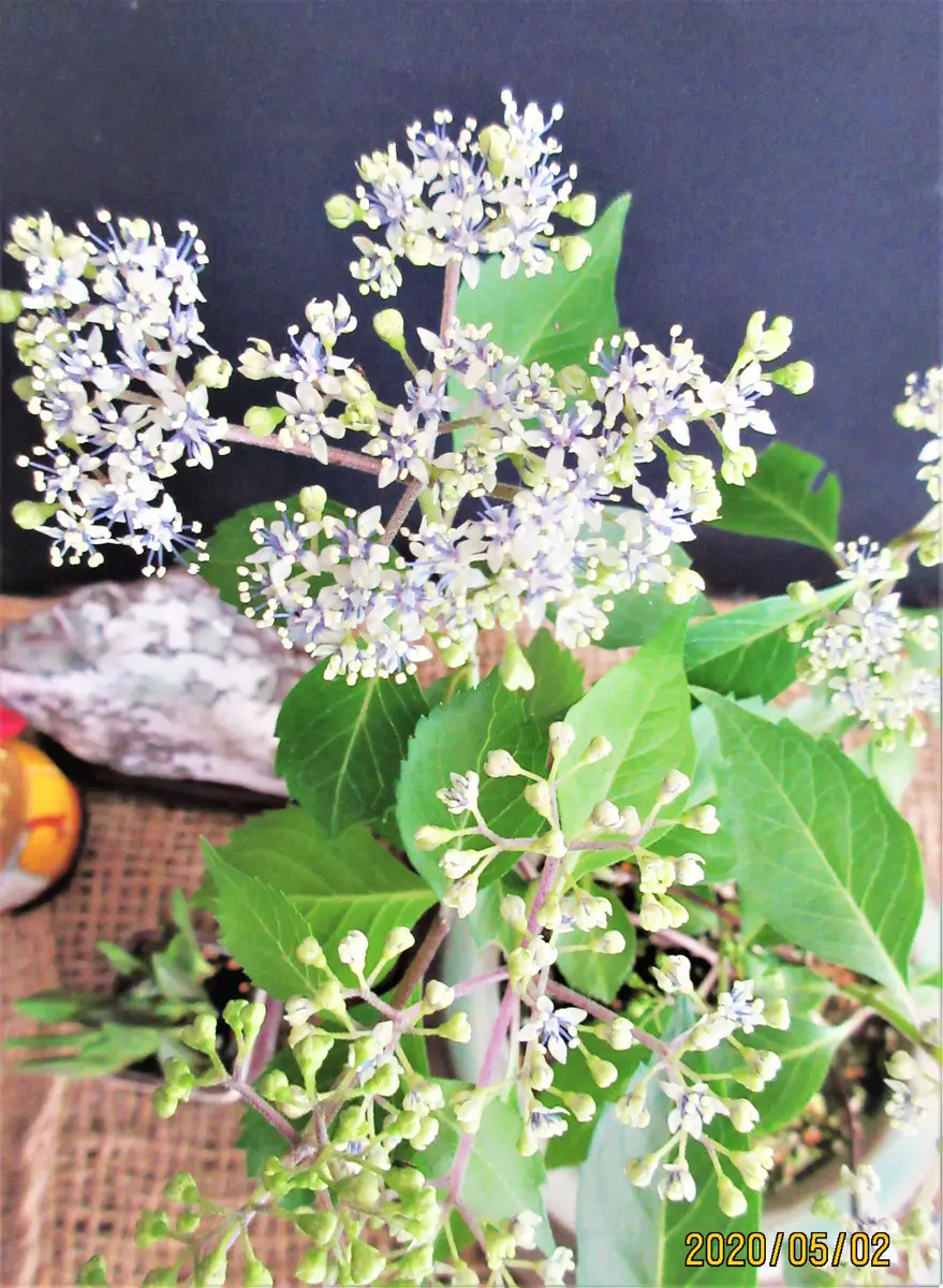青水 花盆 靓宝格- 明晚期青花花鸟纹倭口花盆