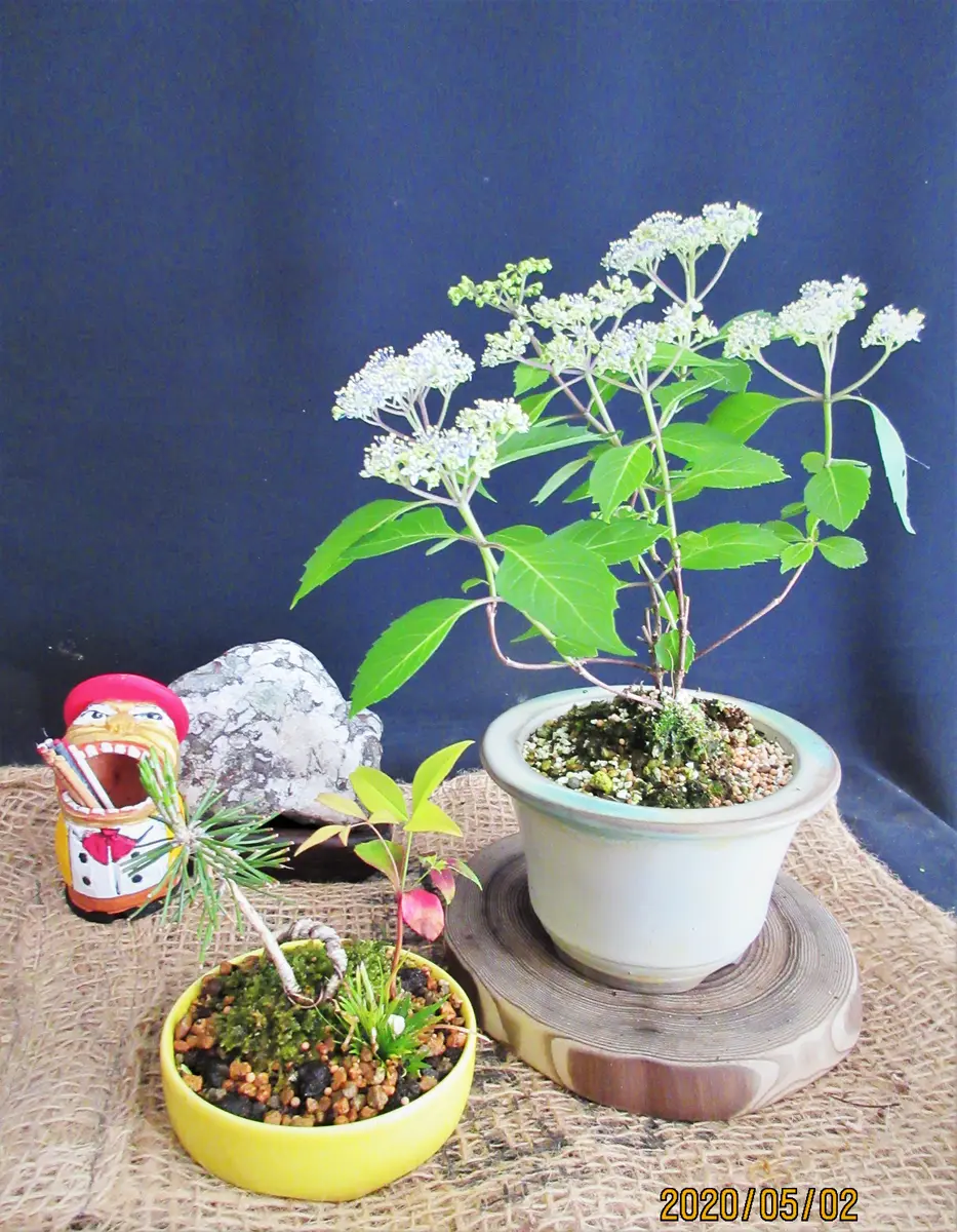 青水 花盆 Amazon | ジェックス 癒し水景 アクアキャンバス プランツ