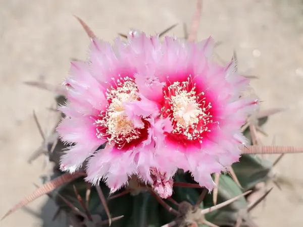 今年も綾波！｜園芸日記bykaketo｜みんなの趣味の園芸｜676834