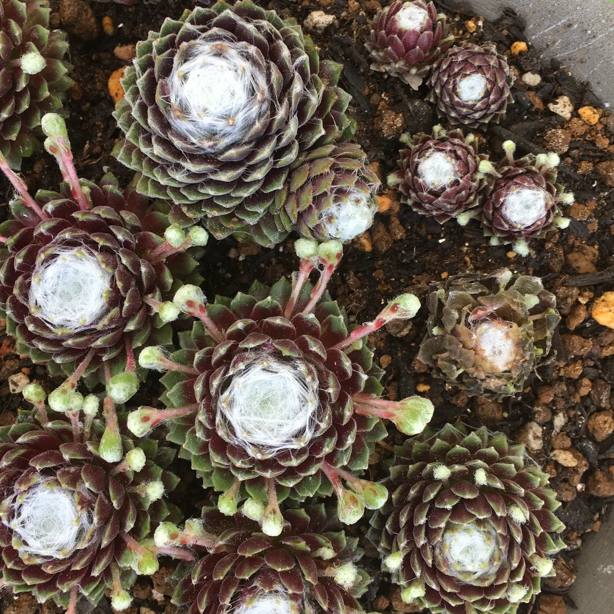 感謝を込めて。センペルビウム15(*´ω`*)Q センペルビウム色々｜園芸日記byそら豆にゃん｜みんなの趣味の園芸｜677033