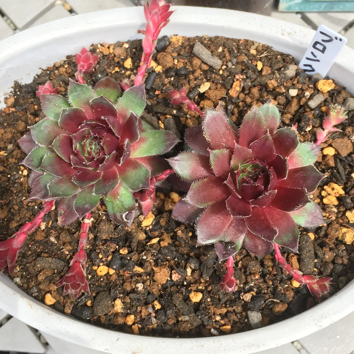 感謝を込めて。センペルビウム15(*´ω`*)Q センペルビウム色々｜園芸日記byそら豆にゃん｜みんなの趣味の園芸｜677033