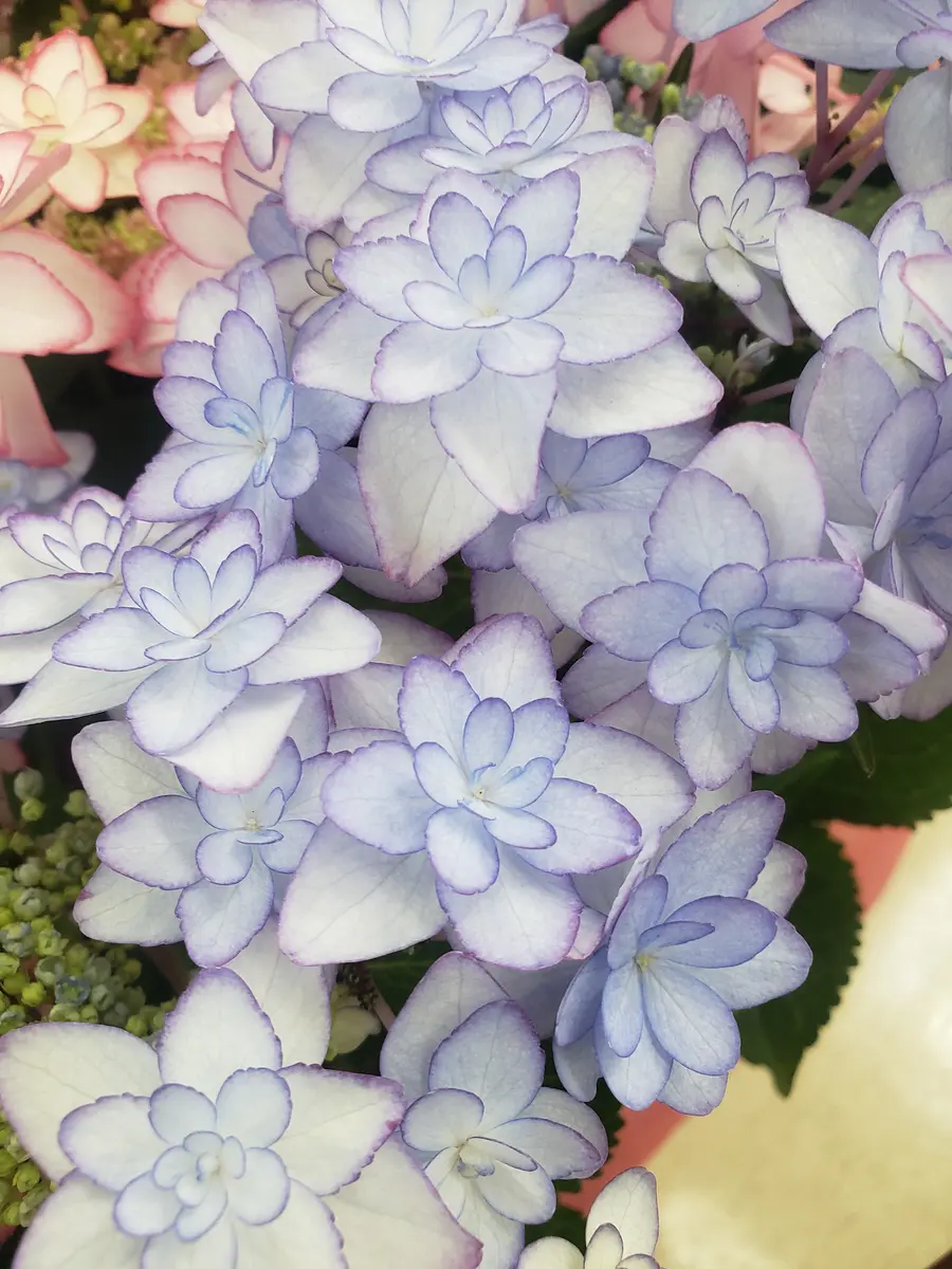 ミモザの蕾とアンティーク紫陽花の春待ちフライングリース ひな祭り