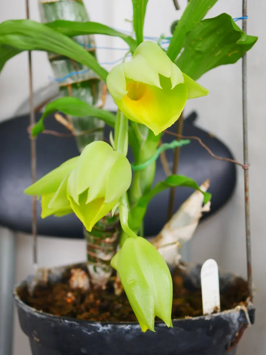 カタセタムの開花が始まりました｜園芸日記byうめ｜みんなの趣味の園芸