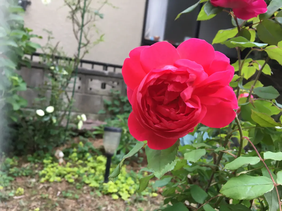 ベンジャミン・ブリテン｜園芸日記byえお｜みんなの趣味の園芸