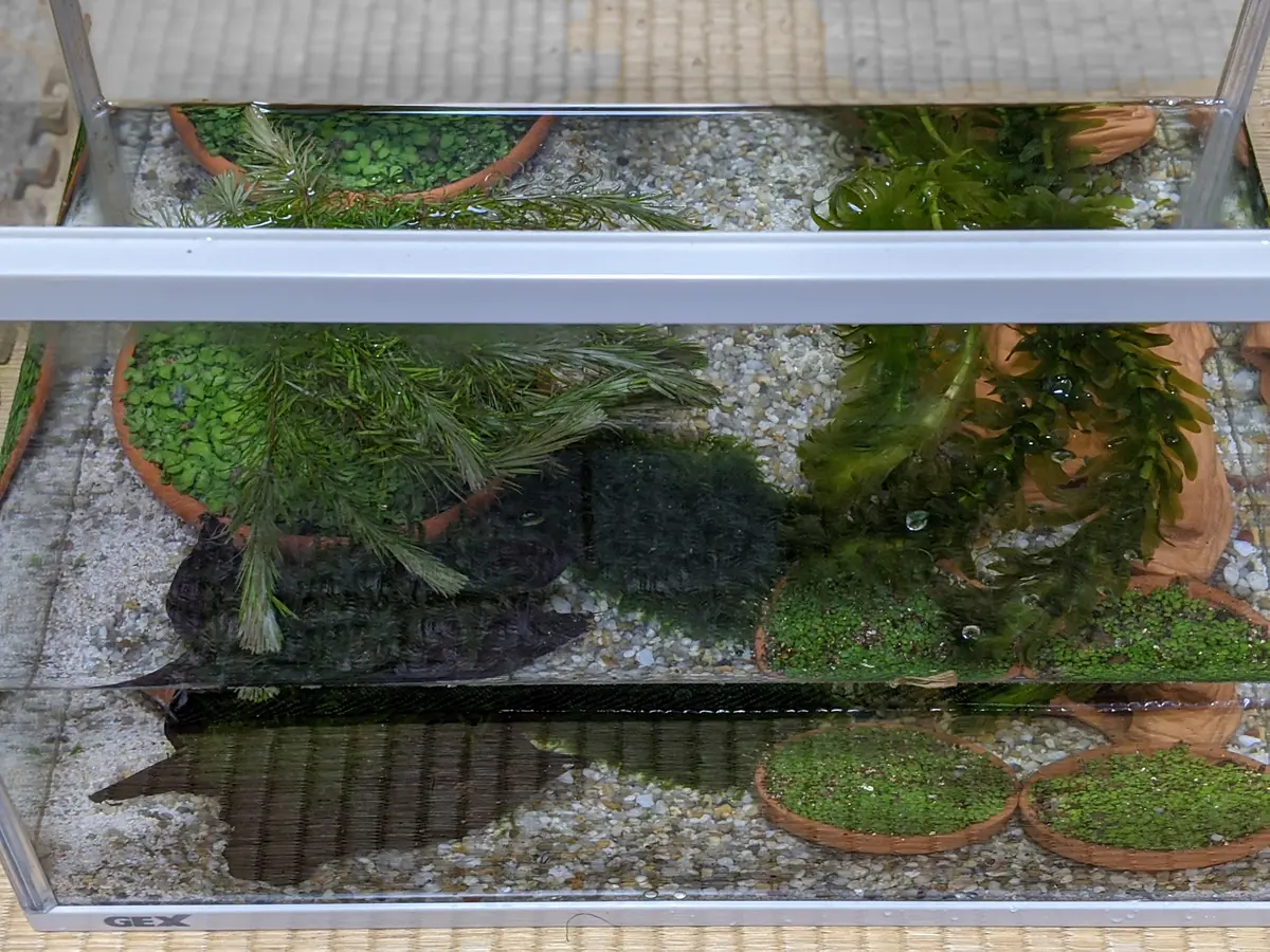 エビ水槽 水槽3号｜園芸日記byピグモン｜みんなの趣味の園芸｜682034
