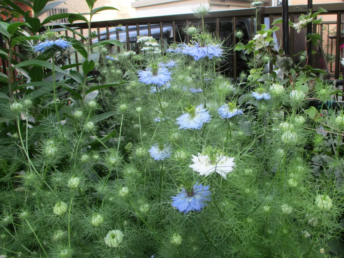 ニゲラ咲く庭｜園芸日記byたーたん｜みんなの趣味の園芸｜682237