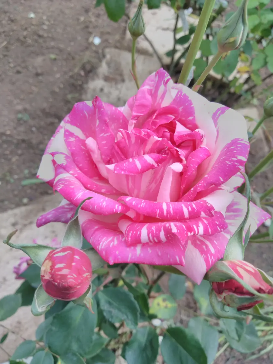 絞り模様の薔薇🌹｜園芸日記by撫子🌹｜みんなの趣味の園芸｜682570