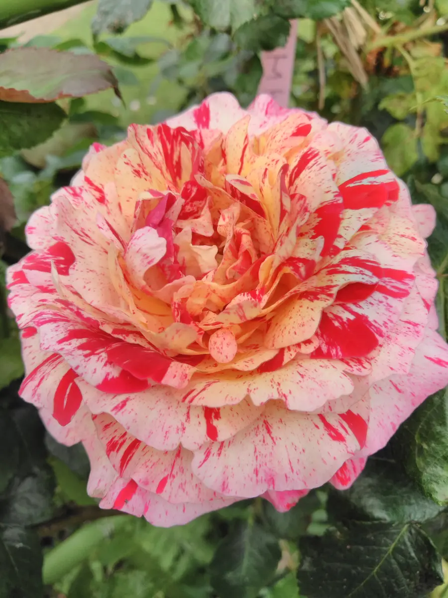 絞り模様の薔薇🌹｜園芸日記by撫子🌹｜みんなの趣味の園芸｜682570