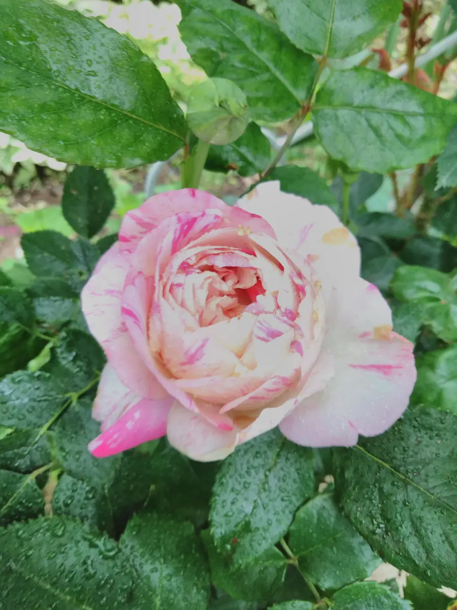 絞り模様の薔薇🌹｜園芸日記by撫子🌹｜みんなの趣味の園芸｜682570