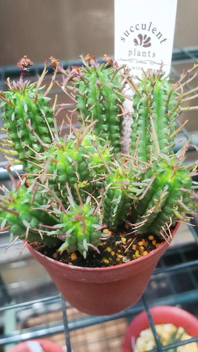 多肉植物 ꔛ‬ꕤ ユーフォルビア 姫麒麟(群生)♡抜き苗 ユーフォルビア姫キリン買ってきた。。。｜園芸日記by肥後太郎