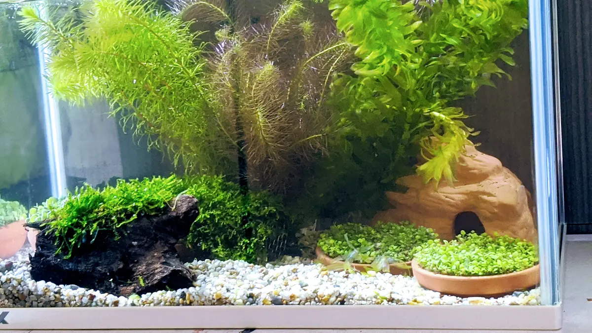 水槽3号 アクアリウムっぽくできました。｜園芸日記byピグモン 