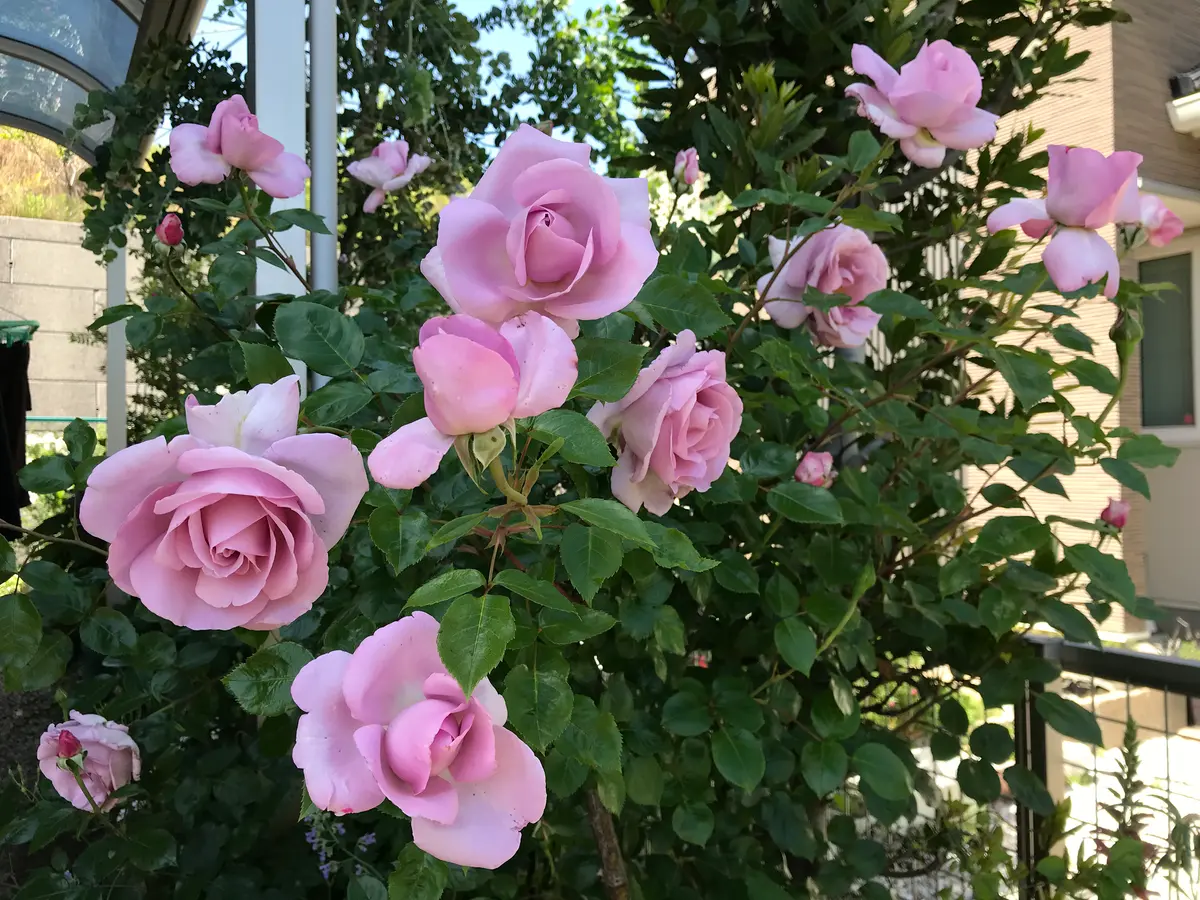 ローズシナクティフ🌹｜園芸日記byピンクペッパー｜みんなの趣味の園芸