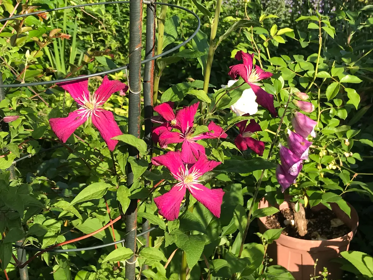 赤系のクレマチス 3種｜園芸日記by園芸友ダチ｜みんなの趣味の園芸 