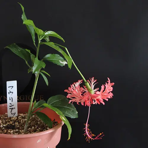 コーラルハイビスカス フウリンブッソウゲ 超特大株（コーラル  