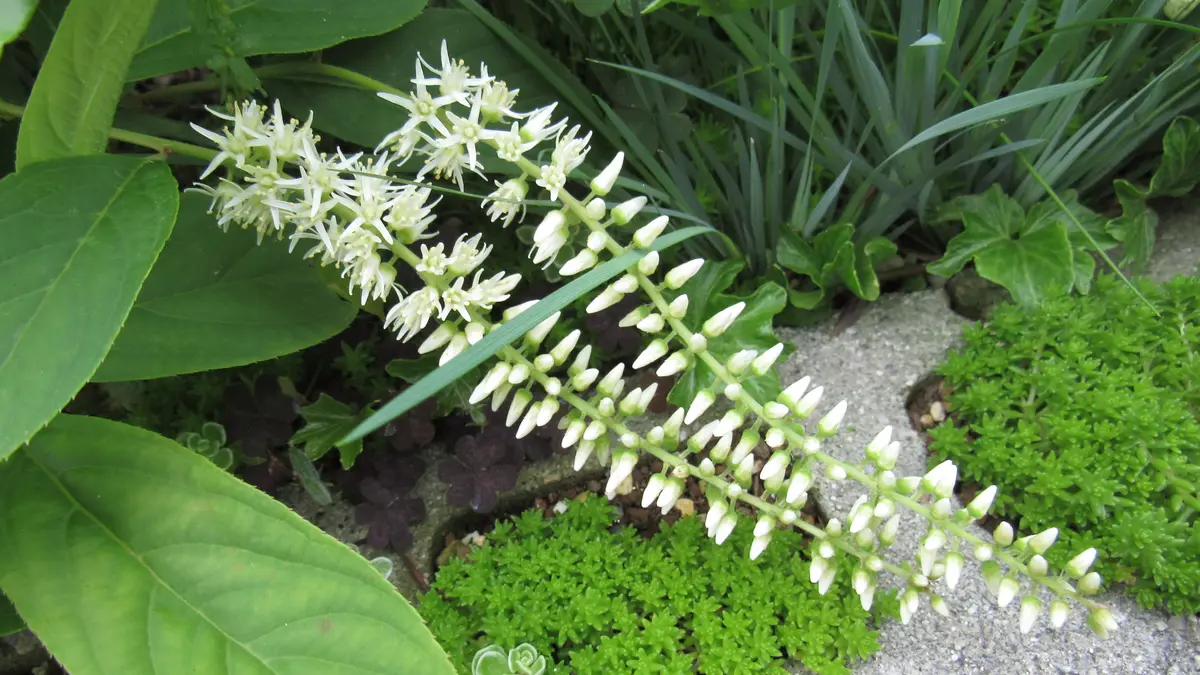 シャシャンボ/ 685 シャシャンボ/ 685 シャシャンボ 【六甲山系植生電子図鑑】