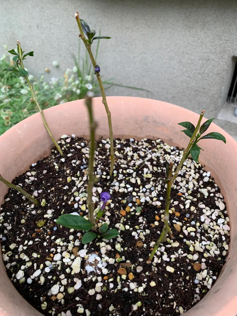 挿し木ニオイバンマツリ｜園芸日記byけろたんまま｜みんなの趣味の園芸