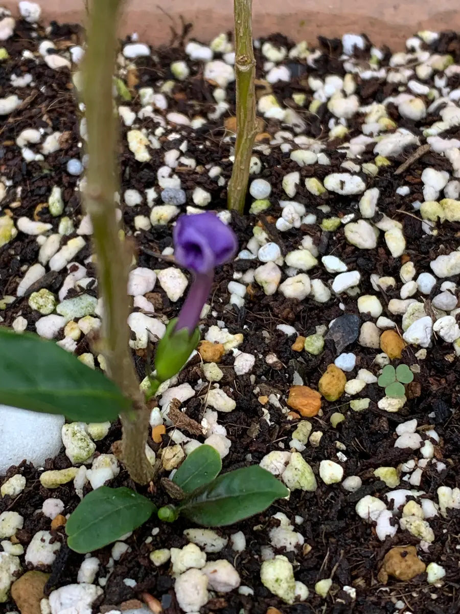 挿し木ニオイバンマツリ｜園芸日記byけろたんまま｜みんなの趣味の園芸