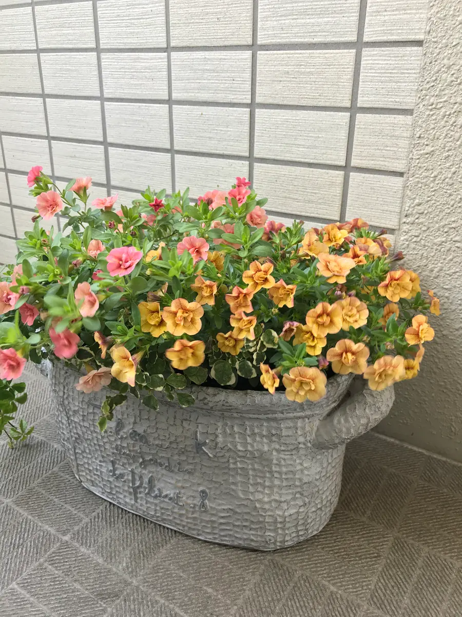 オレガノケントビューティのリース｜園芸日記by秋桜23｜みんなの趣味の