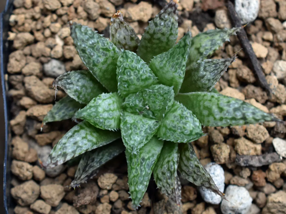 ハオルチア 星の王子｜園芸日記bysaita｜みんなの趣味の園芸｜686667