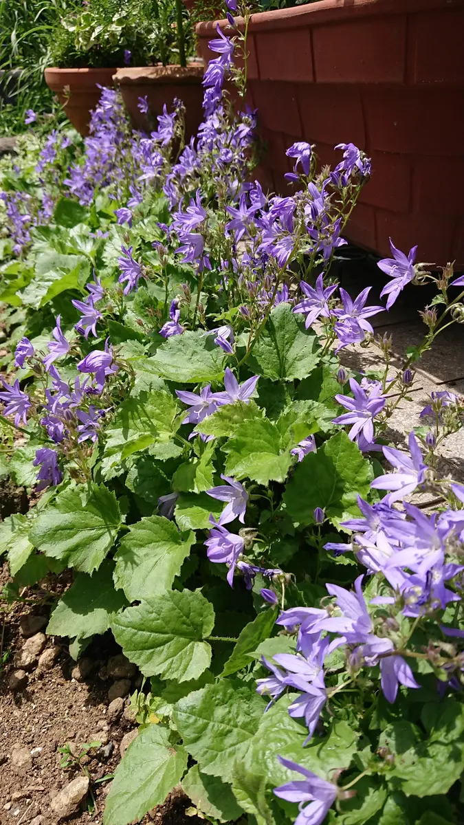 大特価 イラスト 紫陽花 ウズ紫陽花 まずはコメントください。相談ページ 四角く その他
