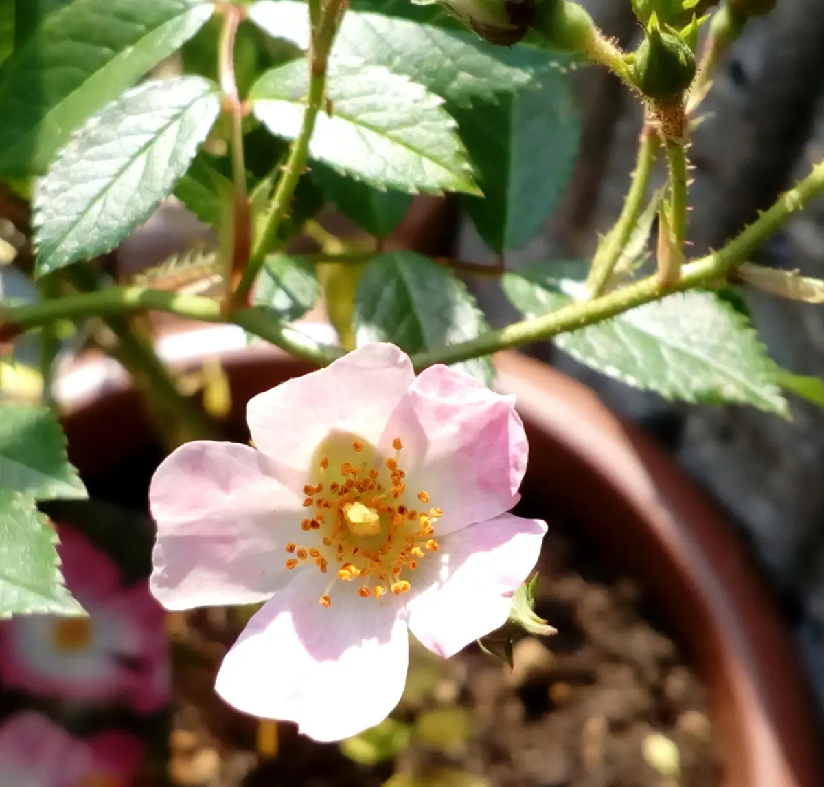 四季咲・小輪バレリーナ🌹』が開花しました🙌｜園芸日記byトム