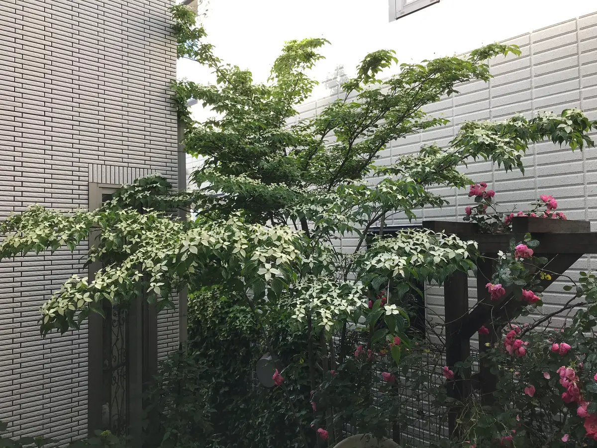 中庭のヤマボウシ｜園芸日記byオーリキュラ｜みんなの趣味の園芸｜687961
