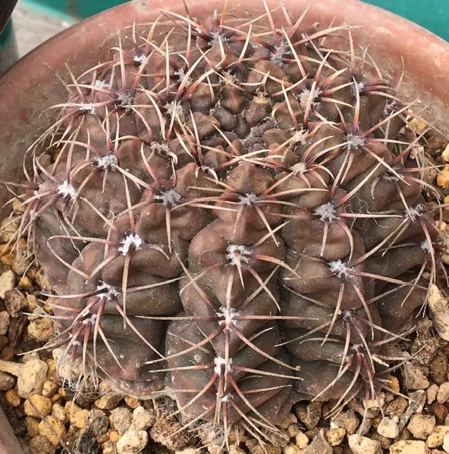 そろそろいいコロナ🌵💧｜園芸日記by湯島臥牛｜みんなの趣味の園芸｜688094