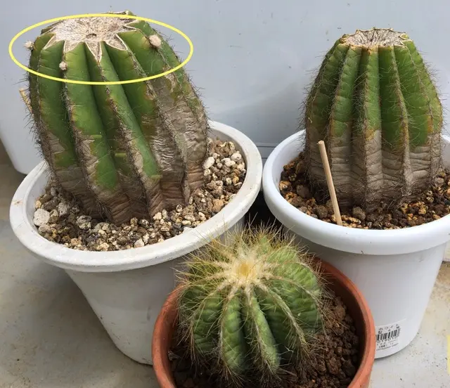 そろそろいいコロナ🌵💧｜園芸日記by湯島臥牛｜みんなの趣味の