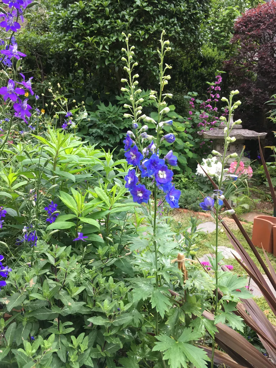 デルフィニウムの花言葉は？プレゼントとして贈るときのポイント