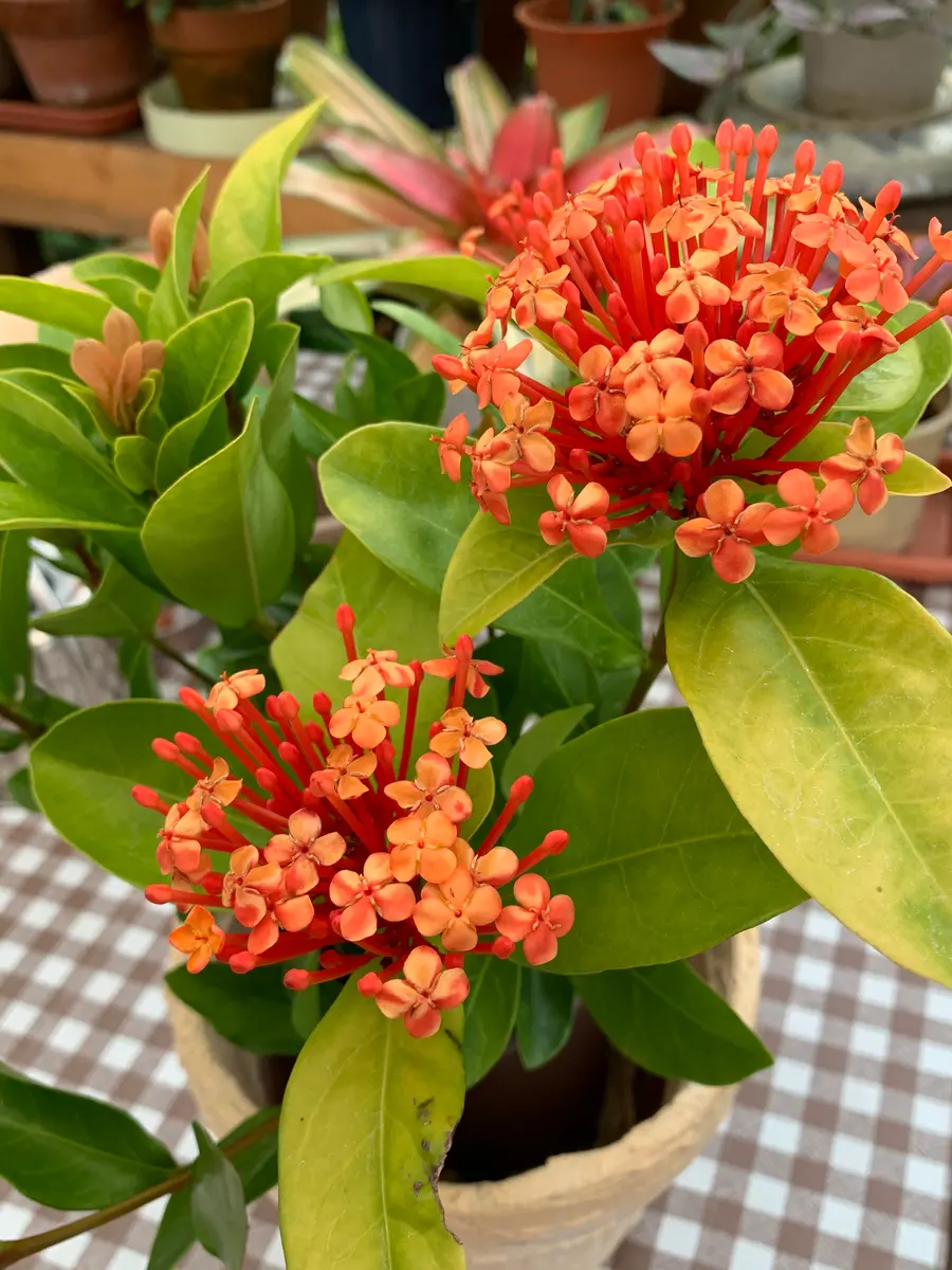 ✨✨✨サンダンカ【涼盆栽◎美らさん】検/花物/三段花 サンタンカ 山丹花 イクソラ サンダンカ 三段花 アカネ科