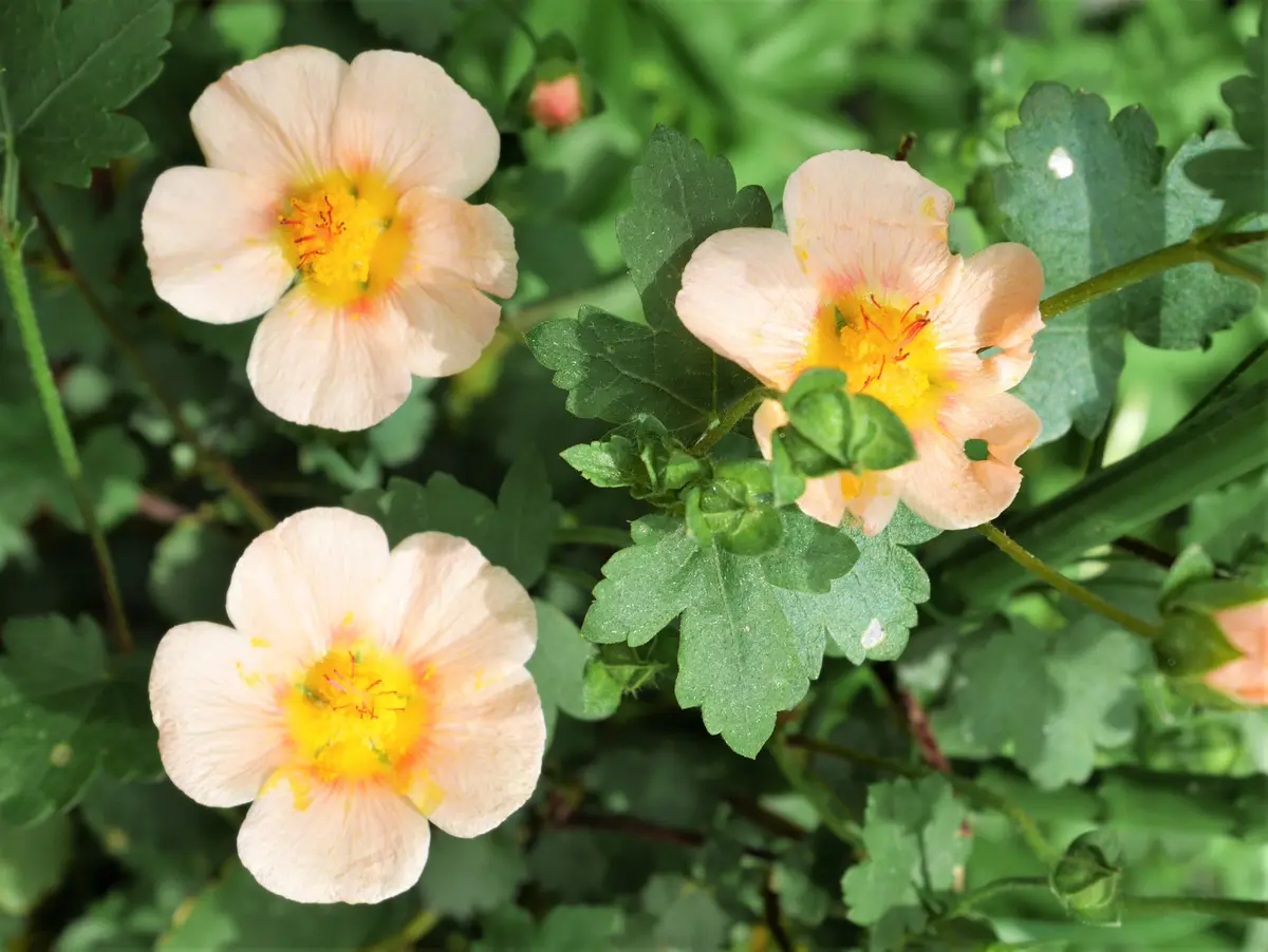 庭の花～マルバストラム｜園芸日記byおれんじぺこ｜みんなの趣味の園芸