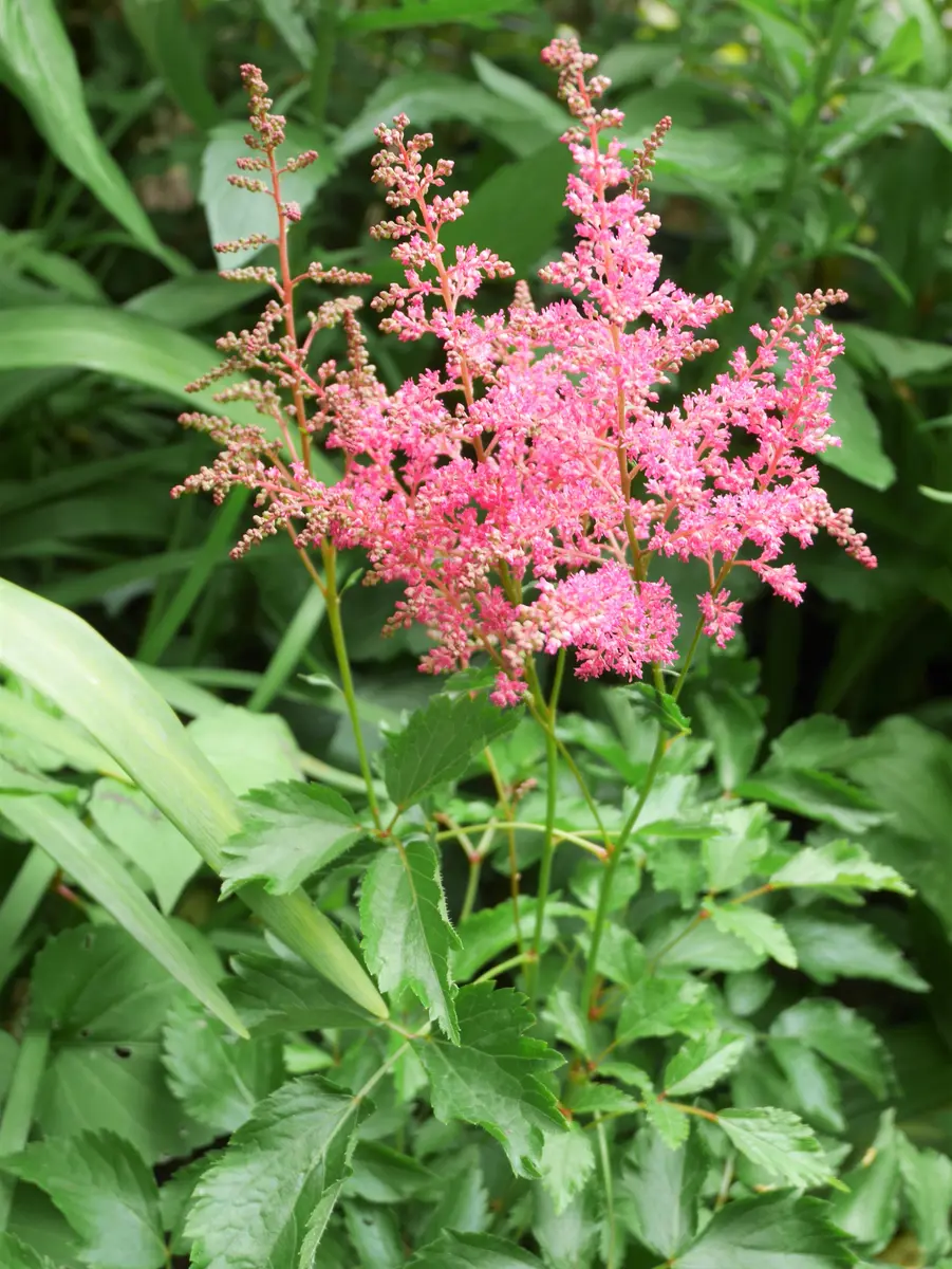 庭の花～マルバストラム｜園芸日記byおれんじぺこ｜みんなの趣味の園芸