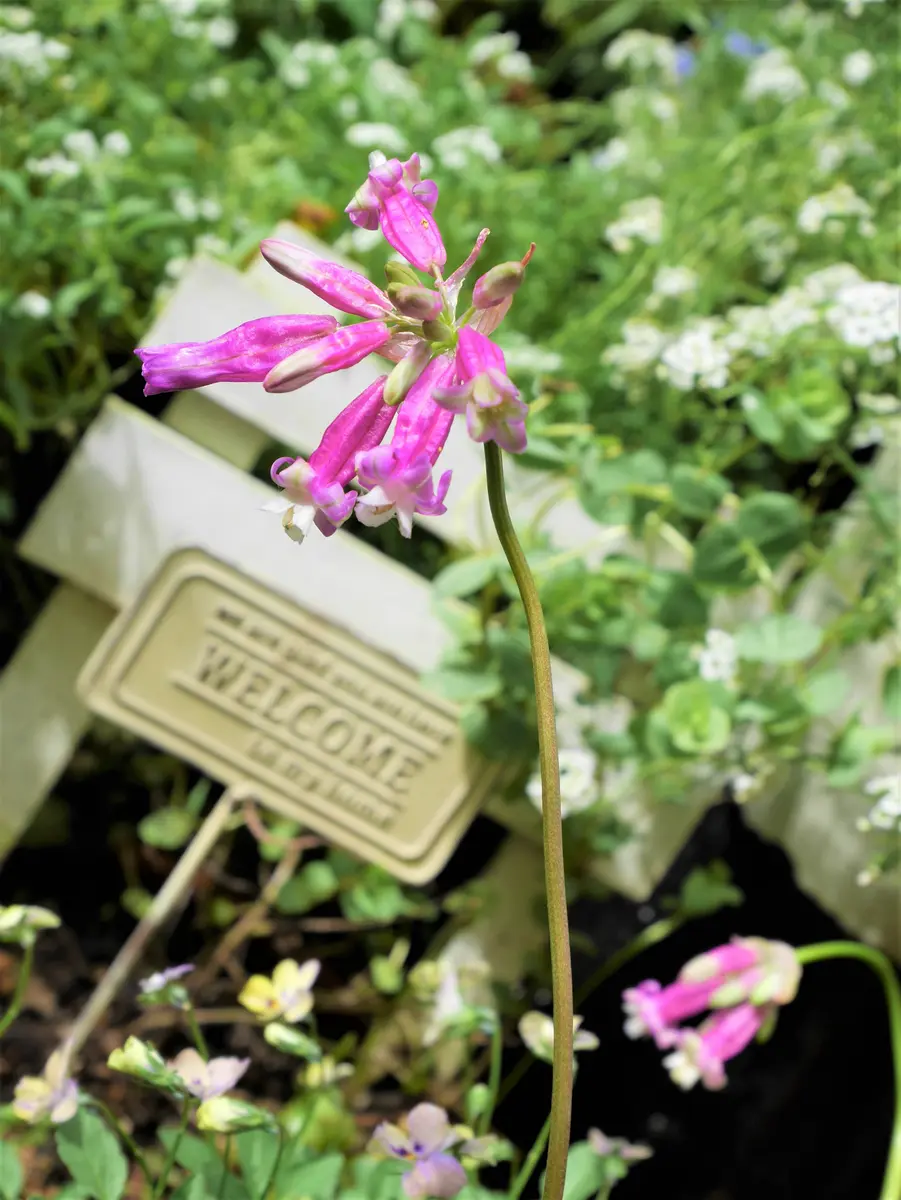 庭の花～マルバストラム｜園芸日記byおれんじぺこ｜みんなの趣味の園芸