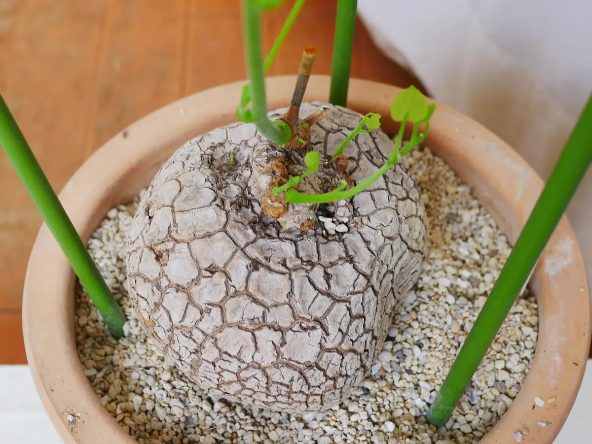 ステファニア 塊根植物 コーデックス支柱立て コーデックス支柱立て｜園芸日記byうめ｜みんなの趣味の園芸｜690181