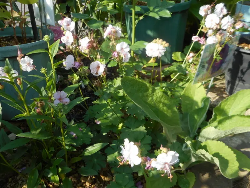紫陽花黒軸(^^♪｜園芸日記by愛は花。｜みんなの趣味の園芸｜690684