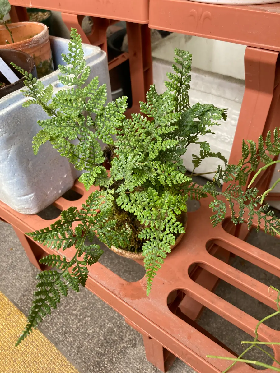 しのぶ草｜園芸日記byさすらふ花好き｜みんなの趣味の園芸｜690952