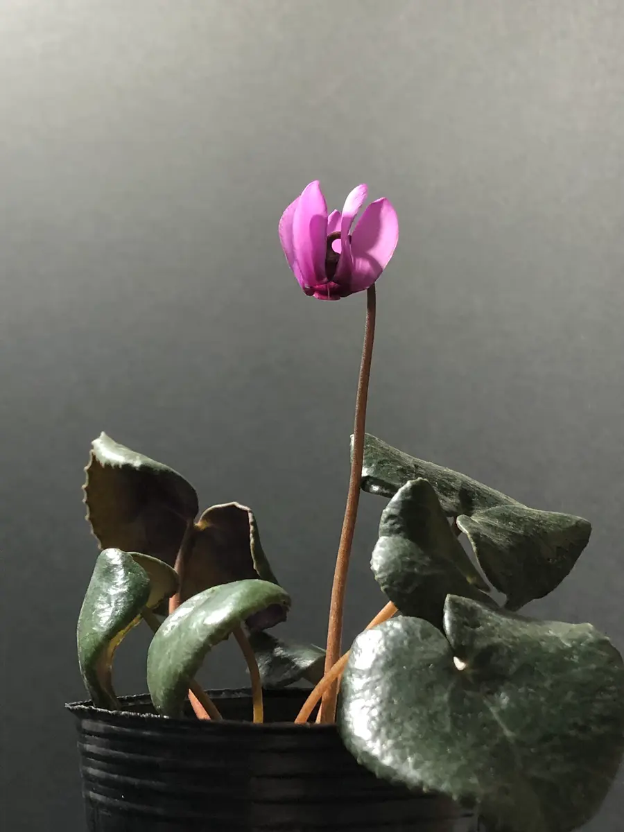 原種シクラメン・コルチカム】｜園芸日記byマンゴスティン｜みんなの