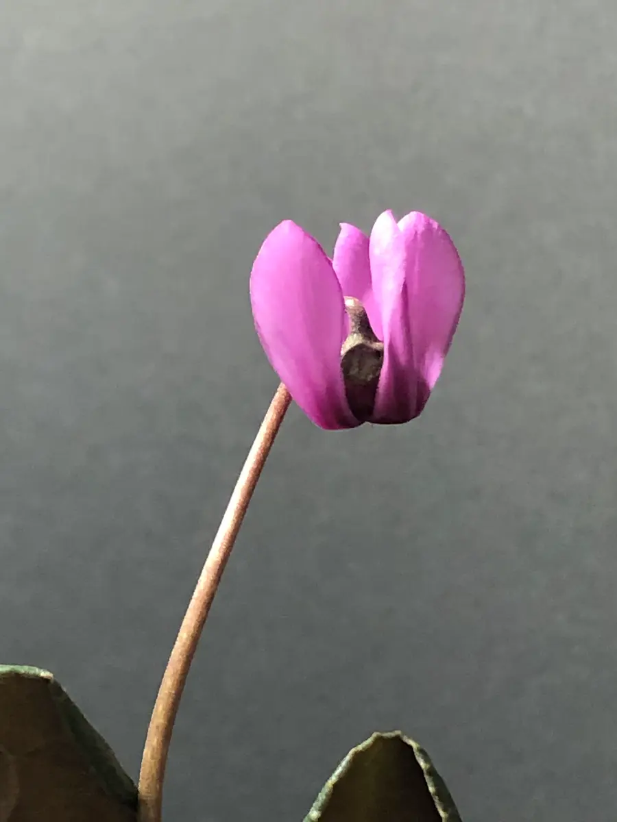 原種シクラメン・コルチカム】｜園芸日記byマンゴスティン｜みんなの