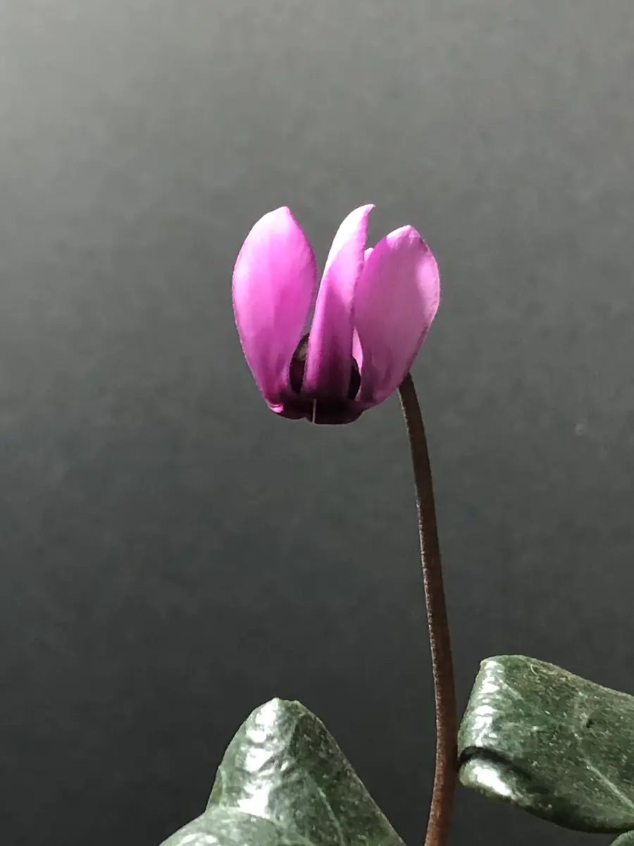 Naruto ！原種シクラメン コルチカム4号大株！ 原種シクラメン