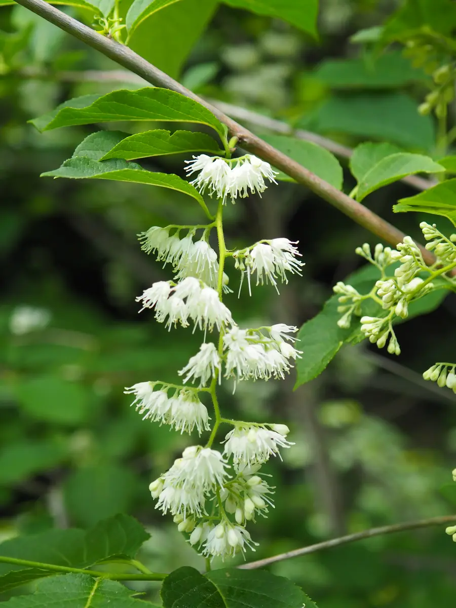 果樹 白い花 緑の葉 スモモ（李）｜春に白い花を咲かせる果樹 – Azure Garden ～ Daily